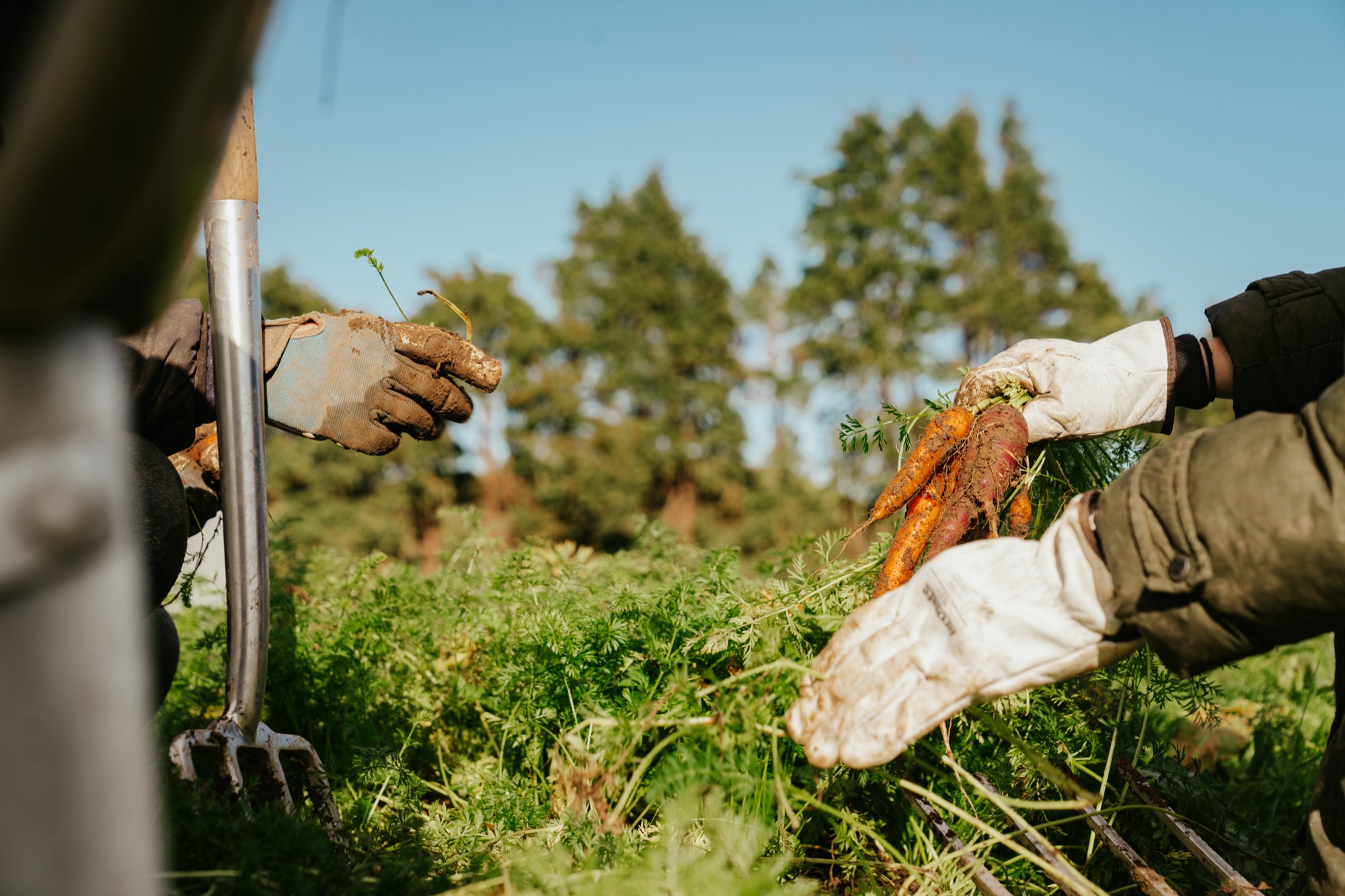 Fresh-pulled carrots passed from hand to hand