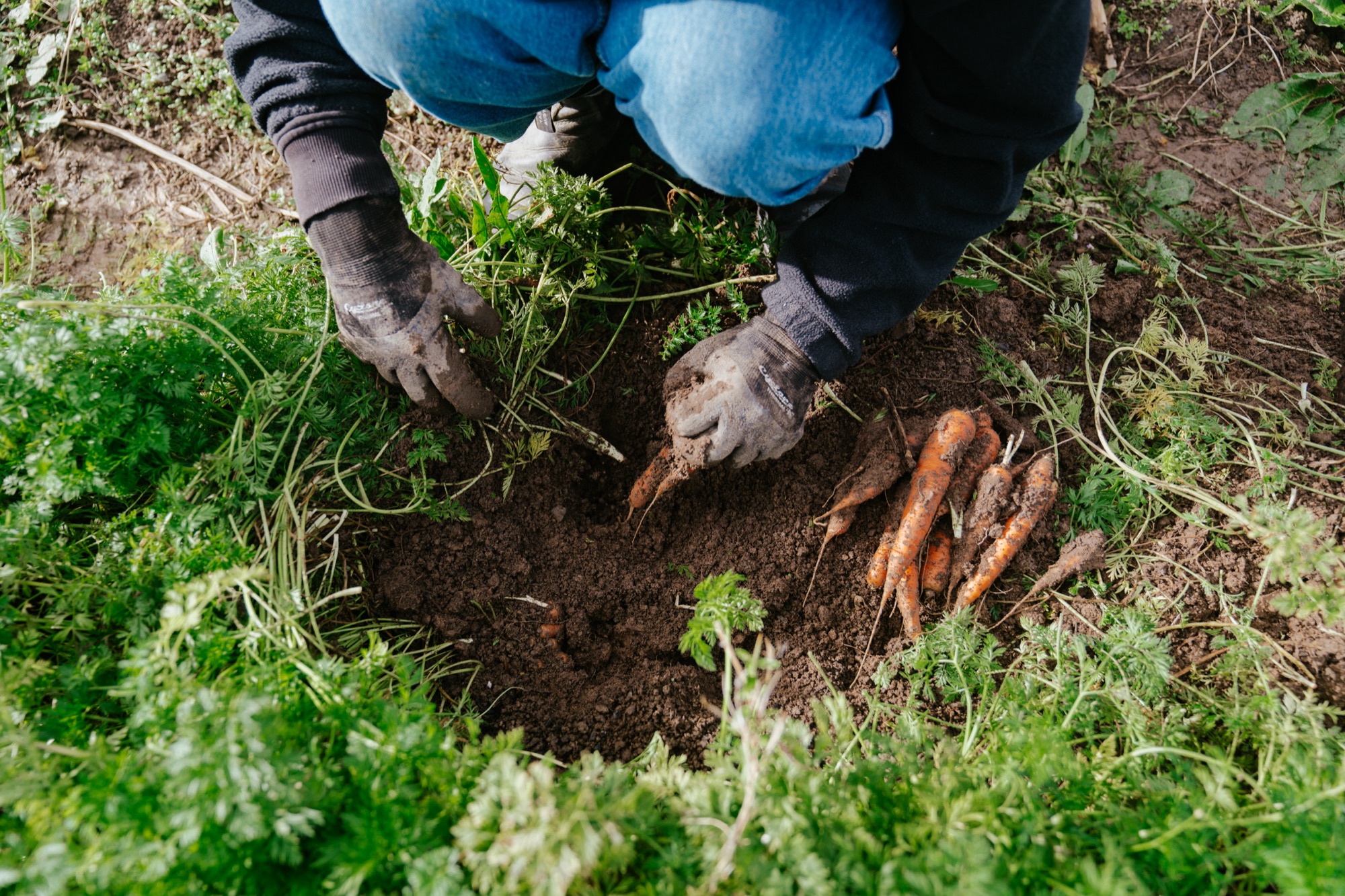 Pulling carrots from the autumn beds