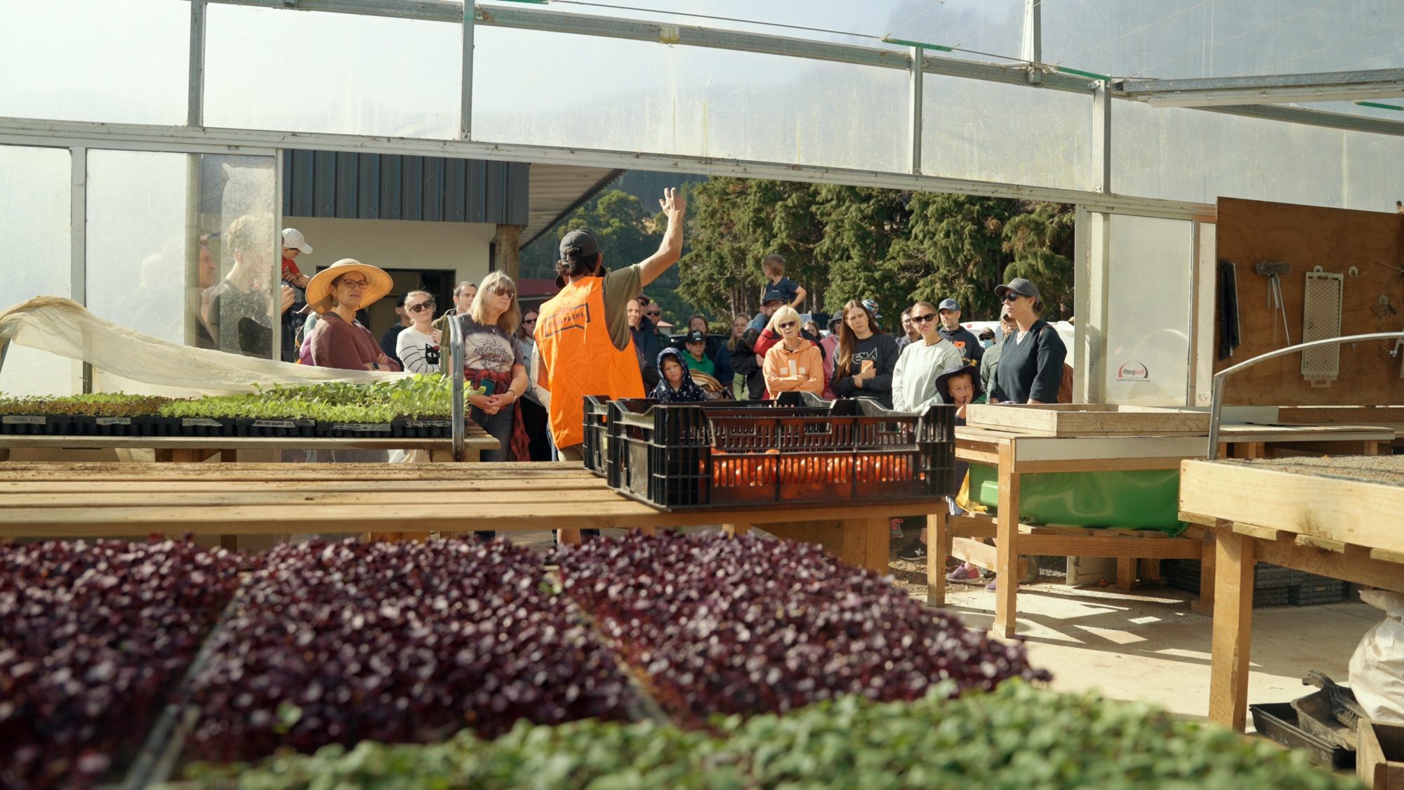Microgreens on the greenhouse benches