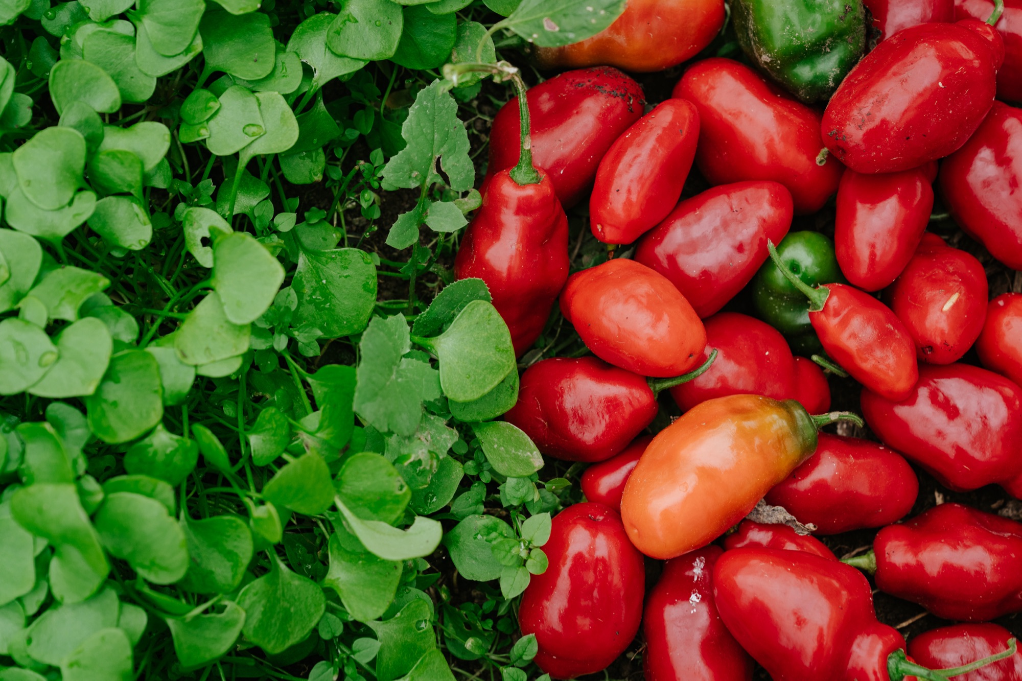 A season of produce from the gardens
