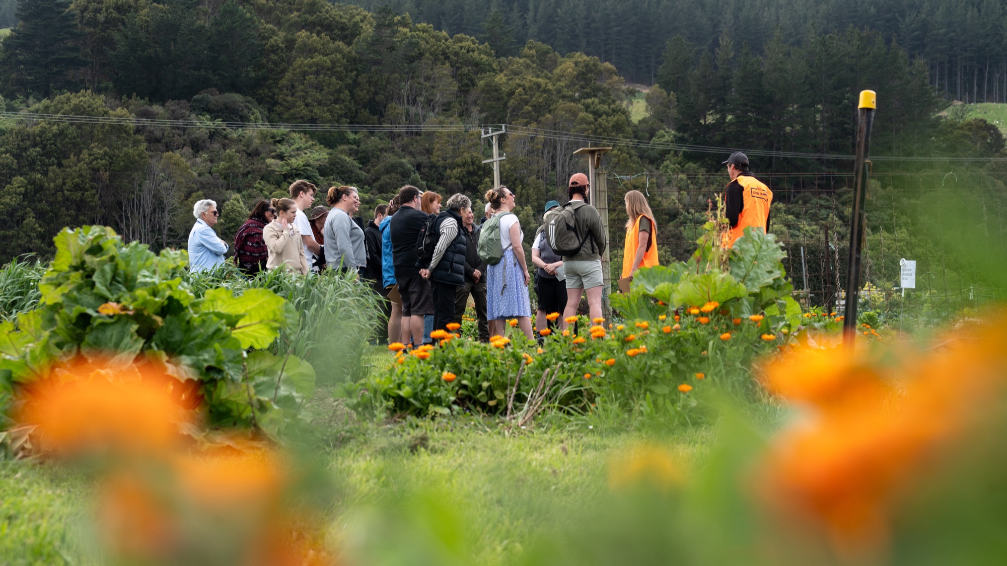 The market garden at Mangaroa Farms