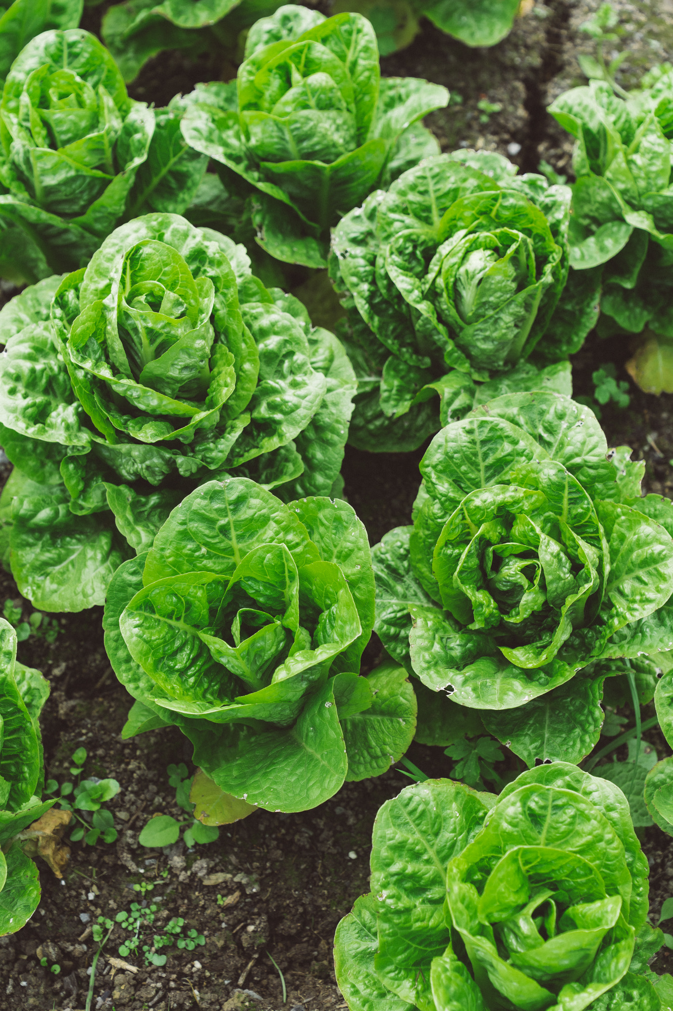 Lettuce thriving in the beds