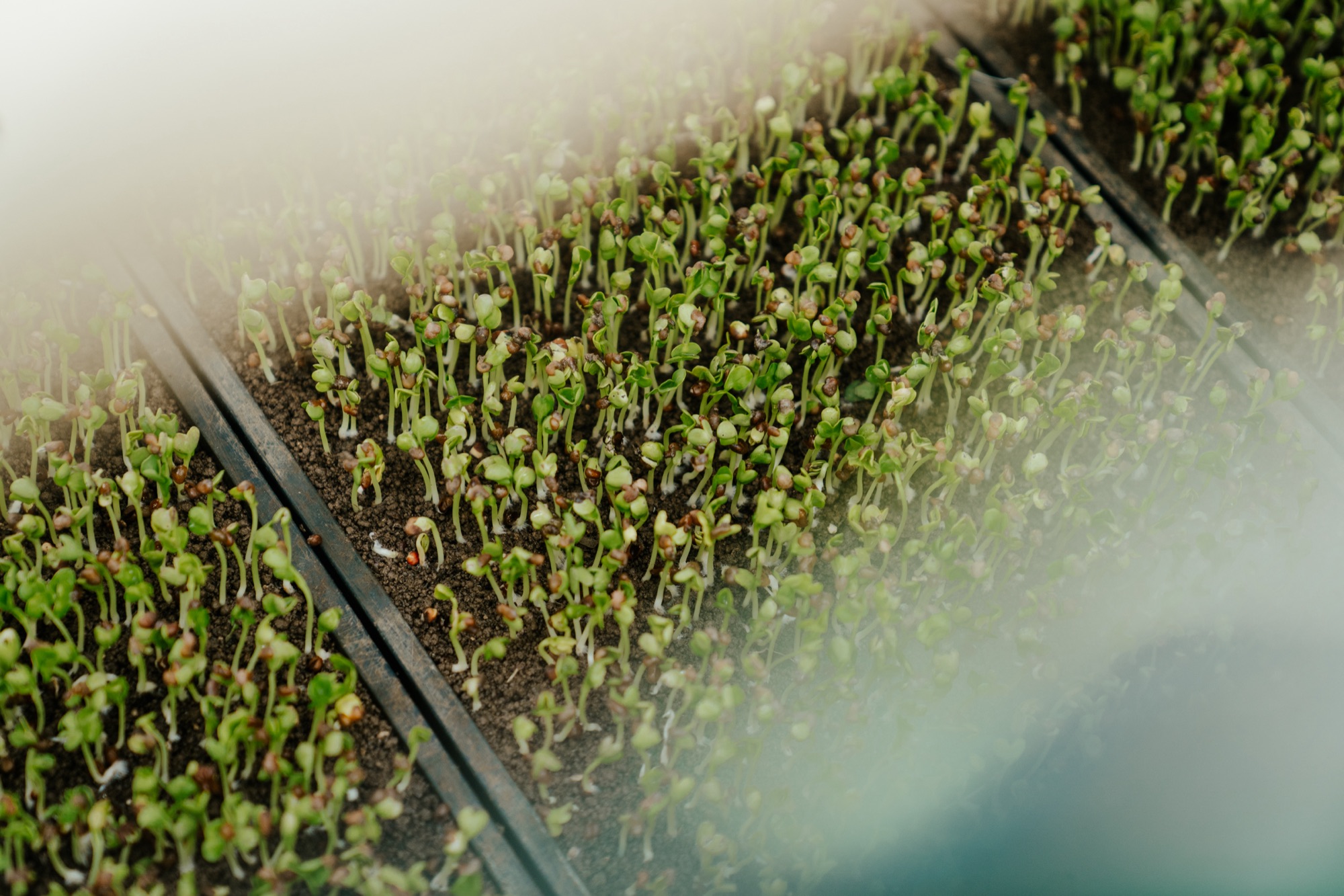 Seedling trays coming to life in the nursery