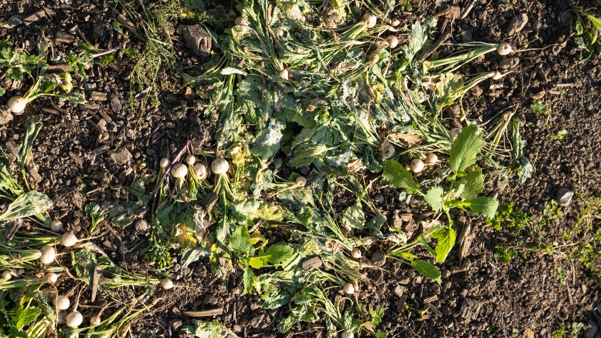 Living soil up close - the engine of the garden