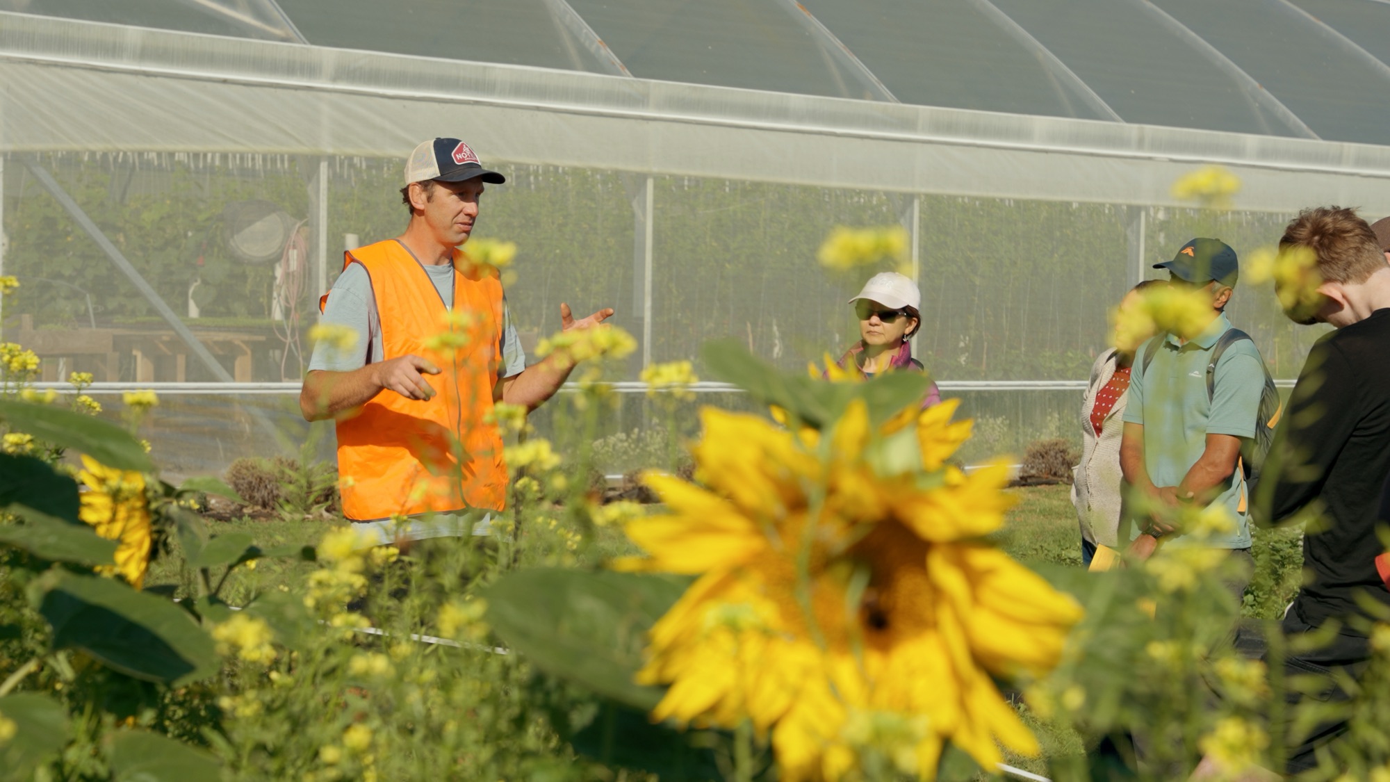 Learning among the sunflowers in high summer