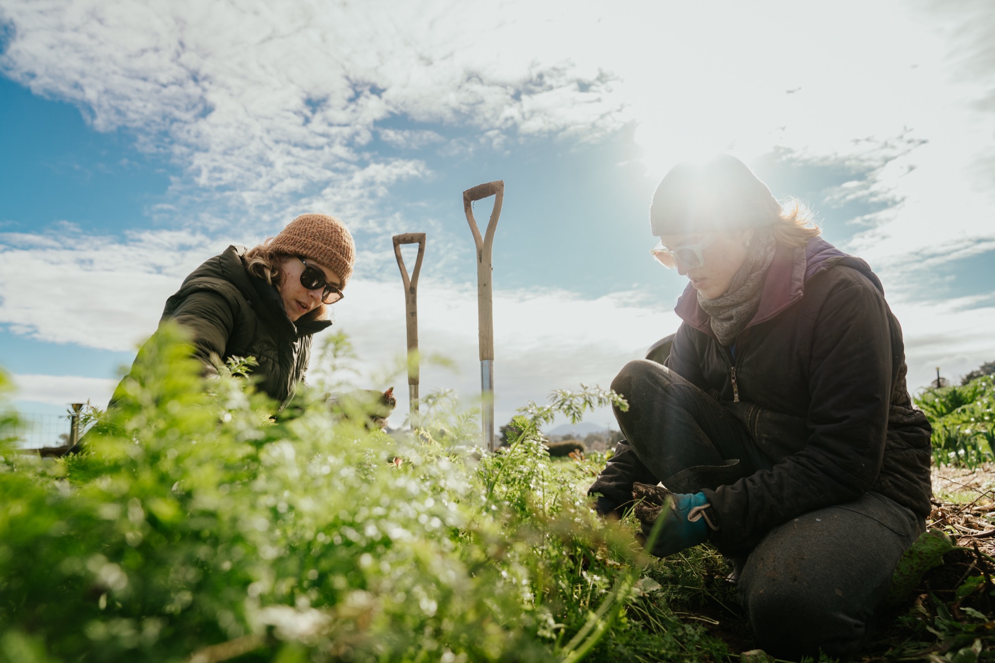 Working the beds in the morning sun at Mangaroa Farms