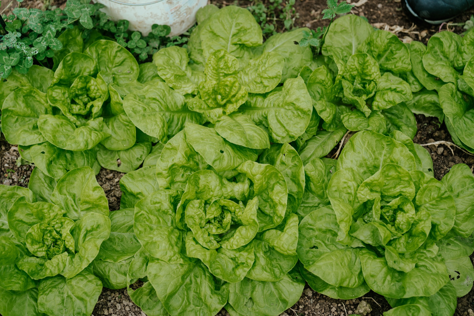 Winter lettuce rows in the market garden