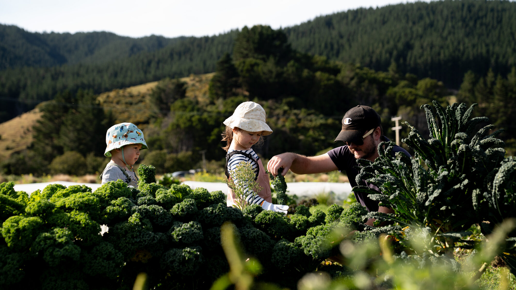 Morning light over the market garden rows at Mangaroa Farms