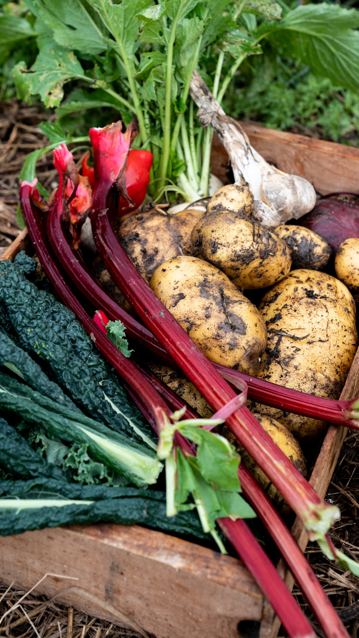 A box packed full of fresh-picked vegetables