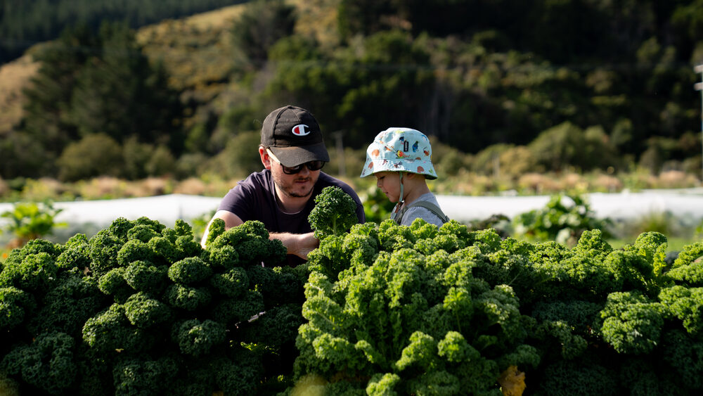 Hunting for the best curly kale