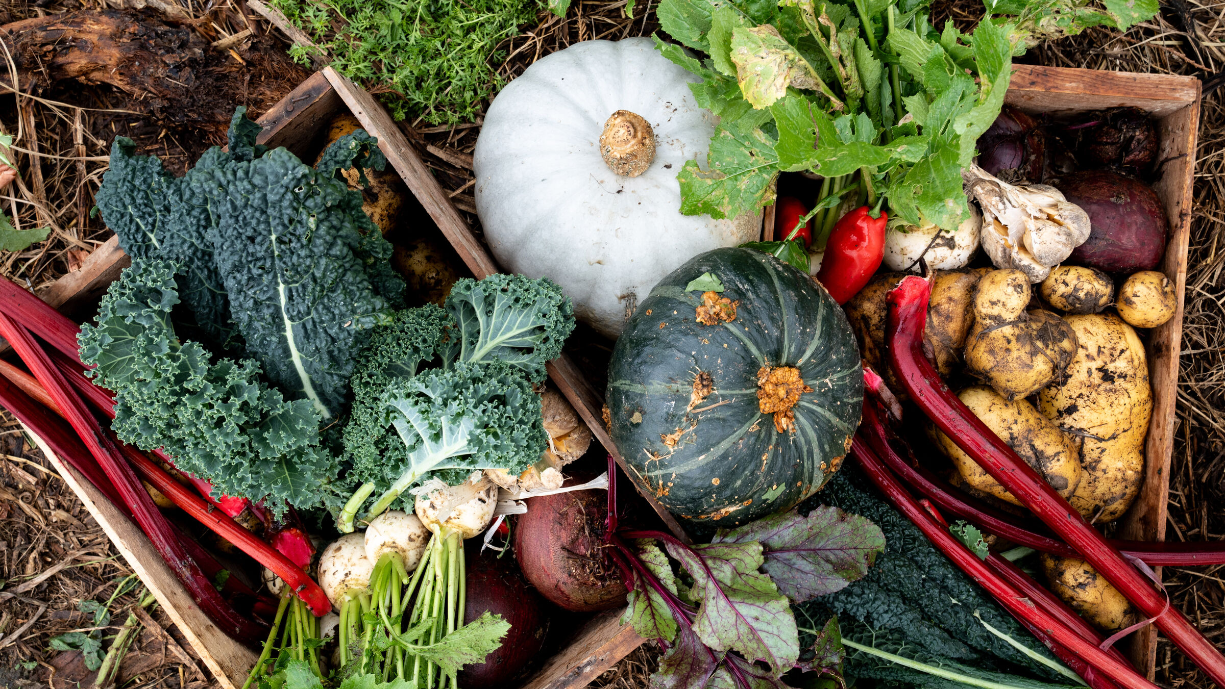 Picking fresh vegetables in the market garden at Mangaroa Farms