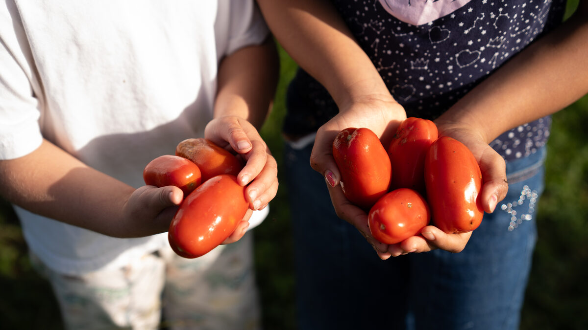 Hands pulling fresh carrots from the soil