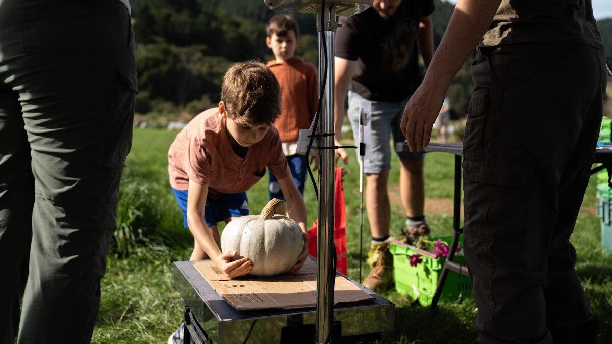 Weighing fresh-picked vegetables at the farm stand
