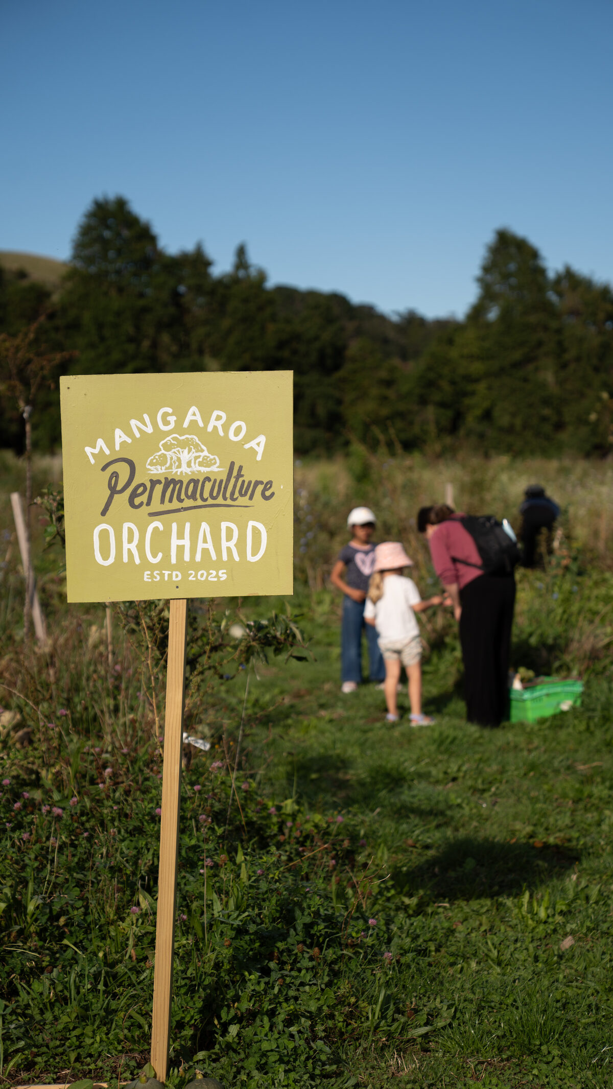 Walking the paths between garden beds and the orchard