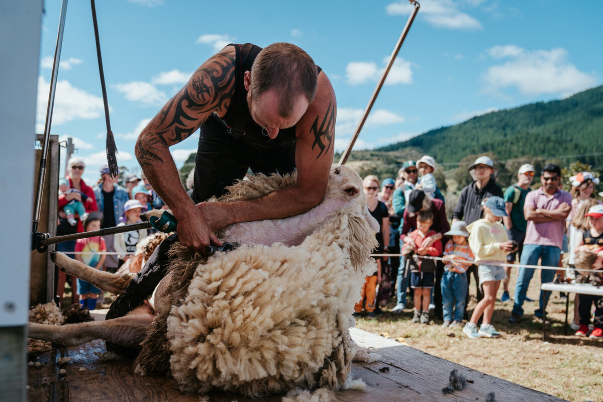 Sheep shearing demonstration drawing a big crowd