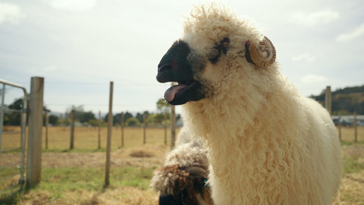 A woolly Valais sheep saying hello