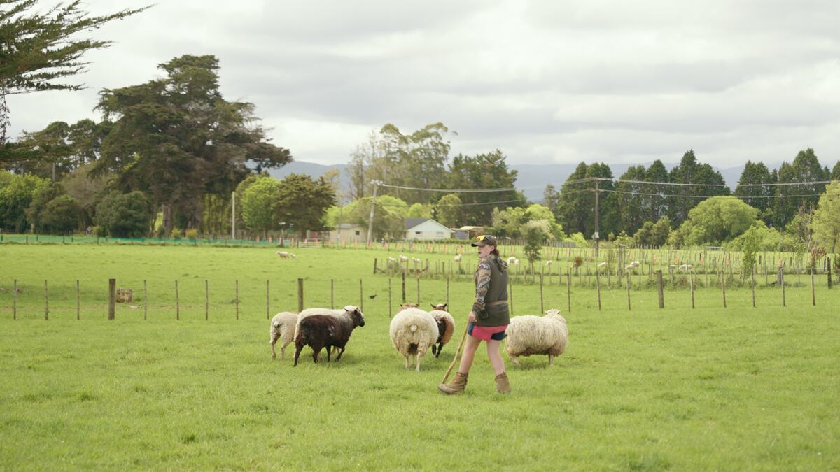Sheepdog herding the flock past the crowd