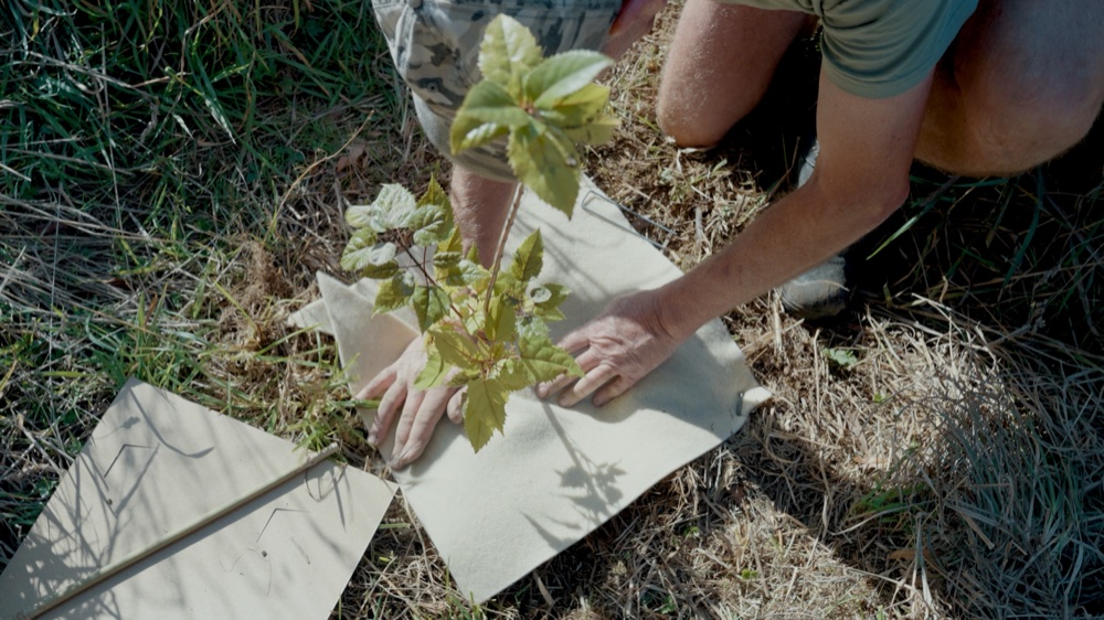 Hands planting a young tree on the farm