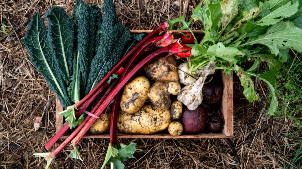 A box of vegetables fresh from the garden